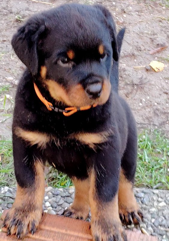 Welpe Rottweiler 23